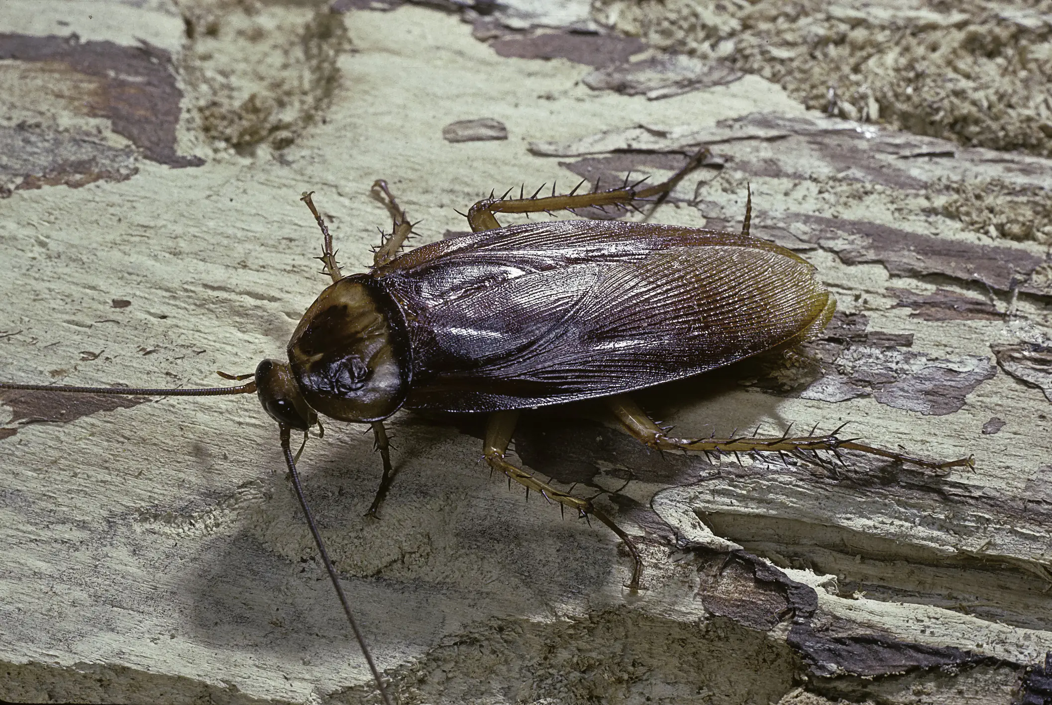 Zoo will let you name a cockroach or worm after your ex for Valentine's Day and see it get eaten