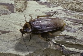 Zoo will let you name a cockroach or worm after your ex for Valentine's Day and see it get eaten