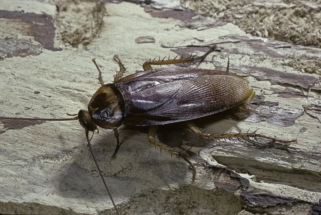 Zoo will let you name a cockroach or worm after your ex for Valentine's Day and see it get eaten