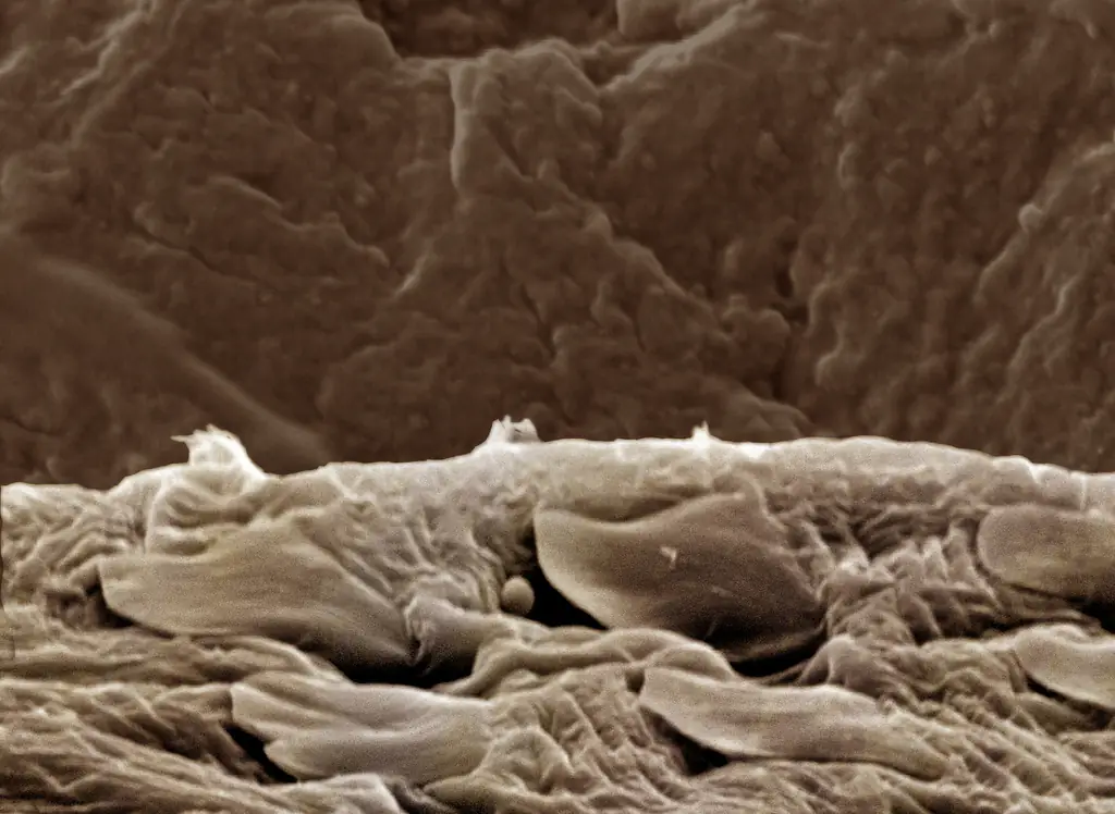 Creepy truth behind creatures which live and have sex on your face