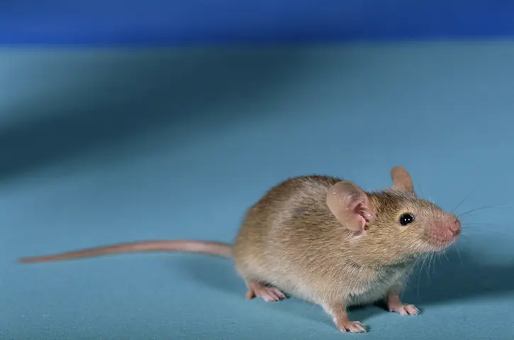 A mouse (stock image). Credit: David A. Northcott / Getty