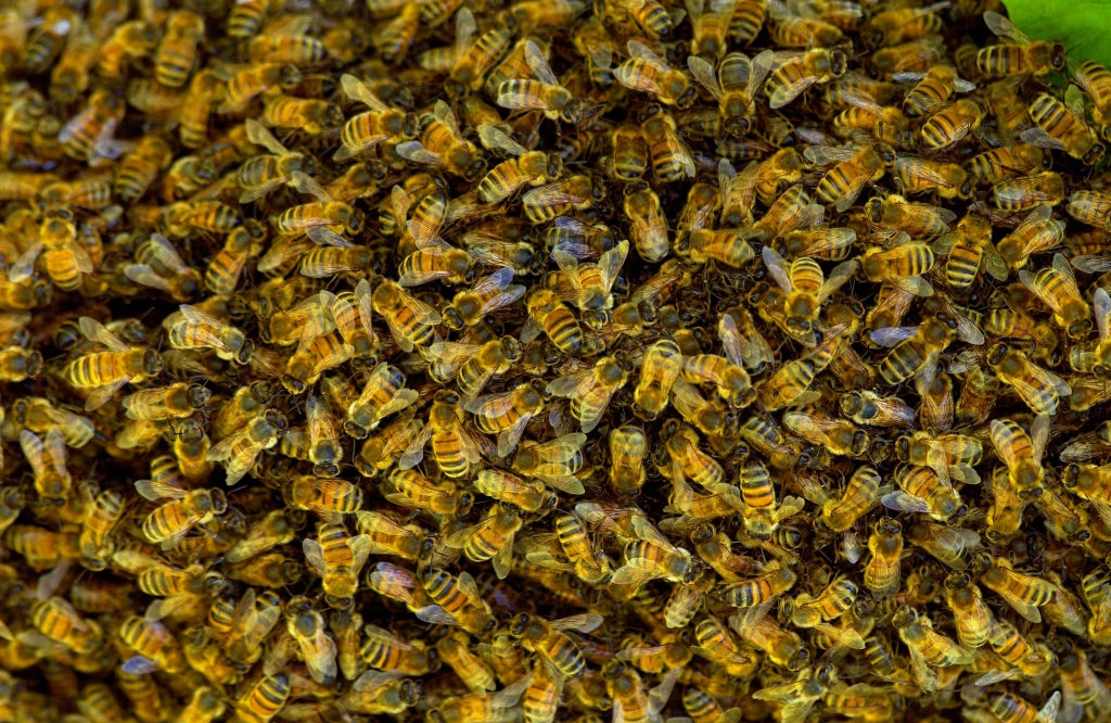 Honeybees.