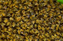 Honeybees.