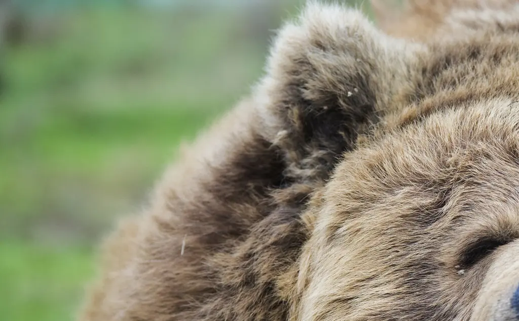 Chilling final moments of animal trainer as he is fatally mauled by a bear