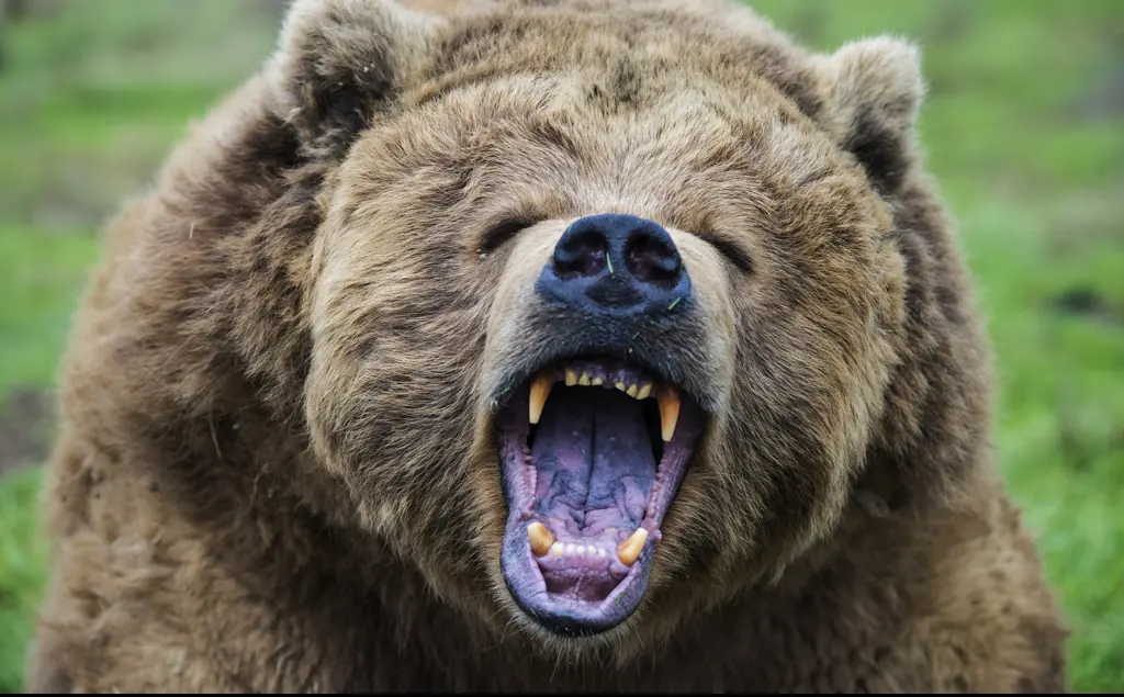 Chilling final moments of animal trainer as he is fatally mauled by a bear
