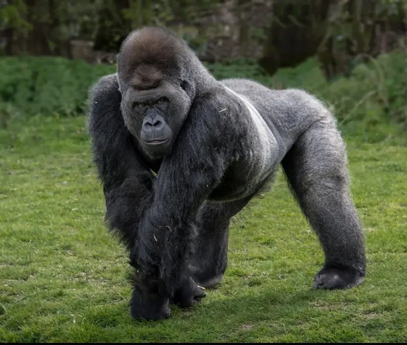 The viral debate has taken social media by storm. Credit: 	Alan Tunnicliffe Photography/Getty 