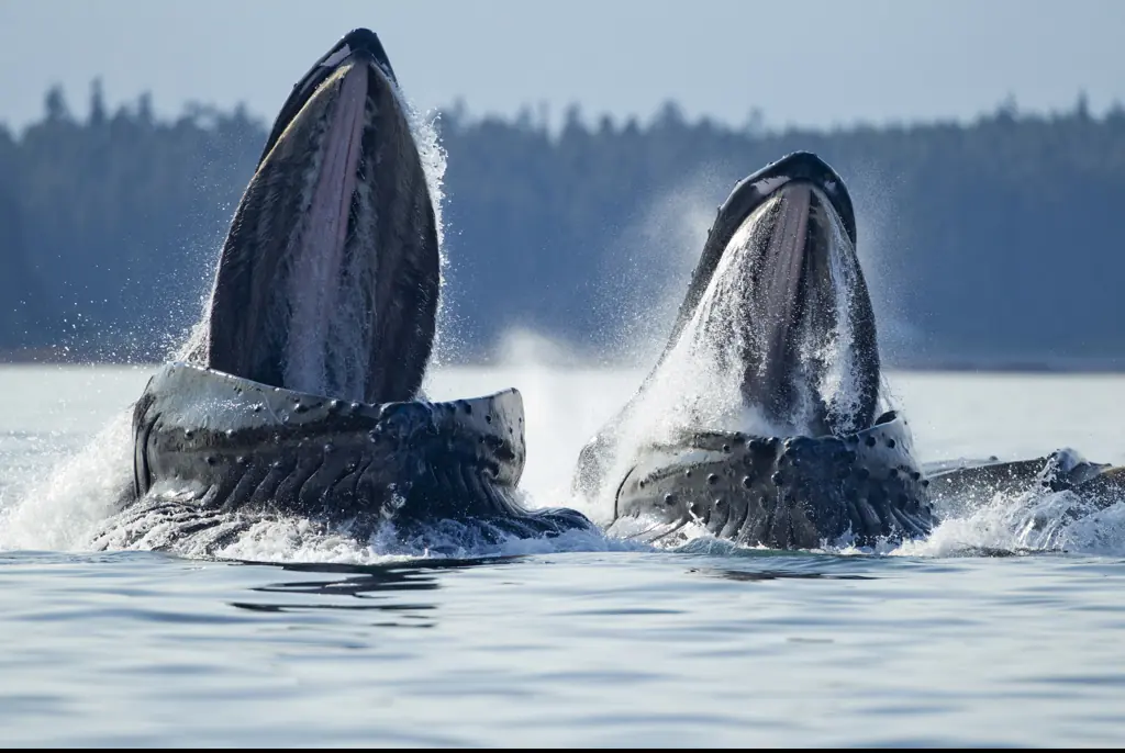 Credit: Paul Souders / Getty