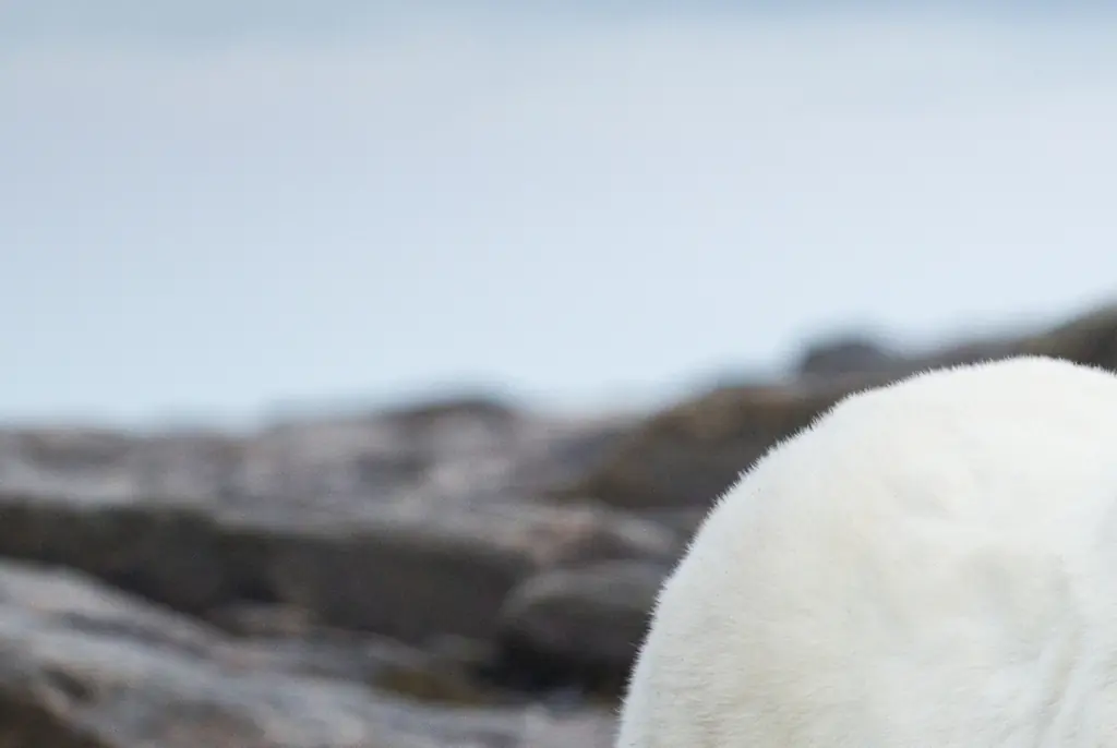 Scientists attached GoPro to group of polar bears and were stunned by what they found