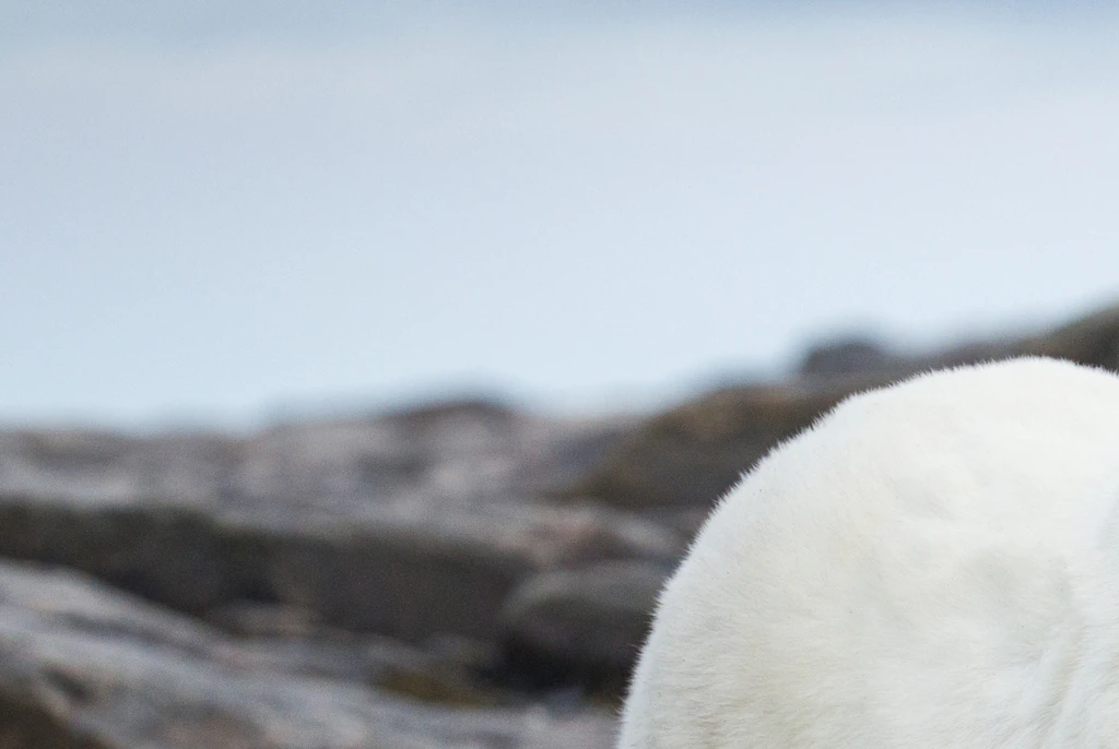 Scientists attached GoPro to group of polar bears and were stunned by what they found