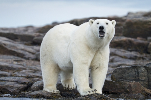 Scientists attached GoPro to group of polar bears and were stunned by what they found