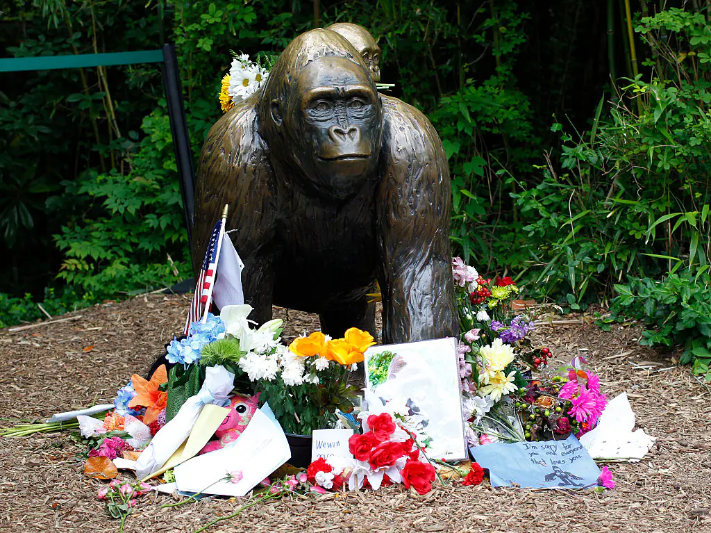 Tributes to Harambe have been made over the years, making him the most famous ape of his time. Credit: John Sommers II / Getty