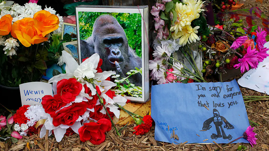 Harambe shook the world with his death in 2016. Credit: John Sommers II / Getty