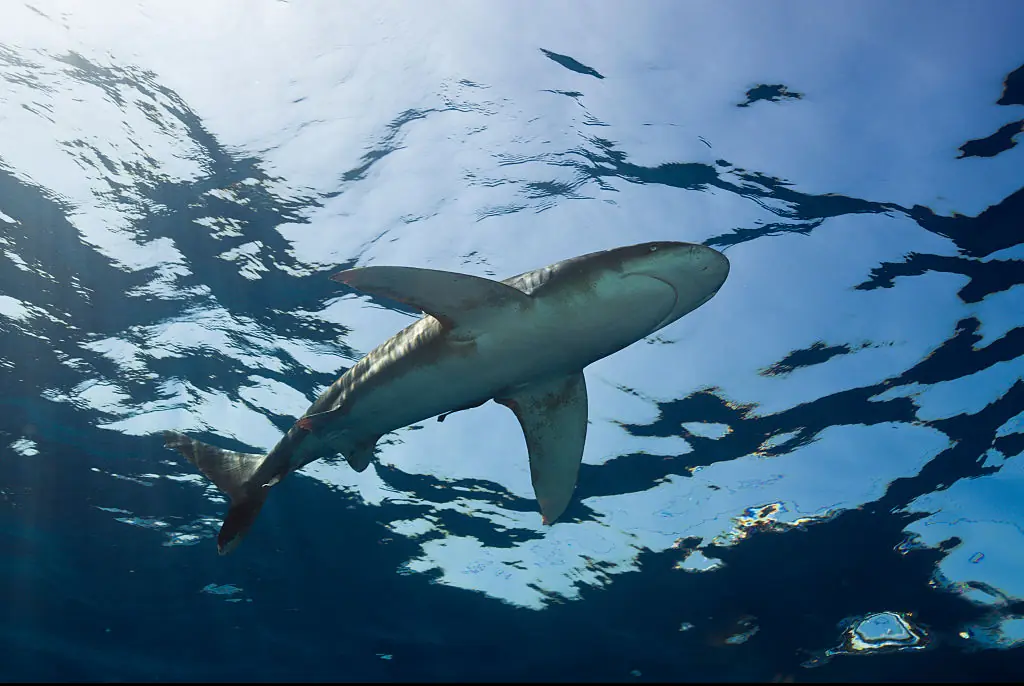 Diver's screams were 'heard 10m under water' in horrifying shark attack caught on video