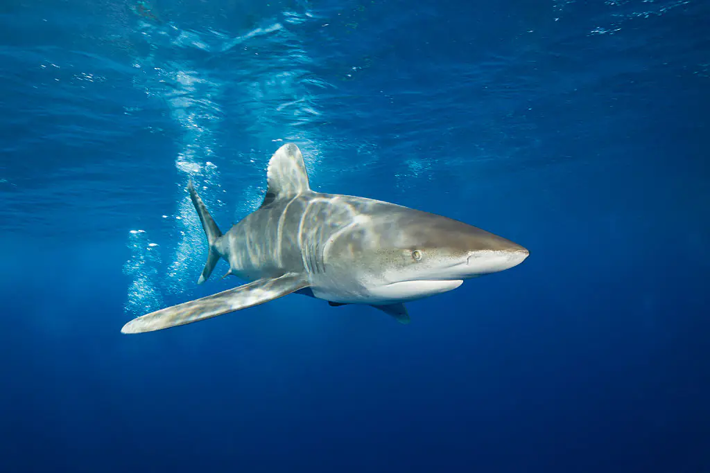 The group claimed that they'd spotted a shark in the water. Credit: Ullstein bild / Getty