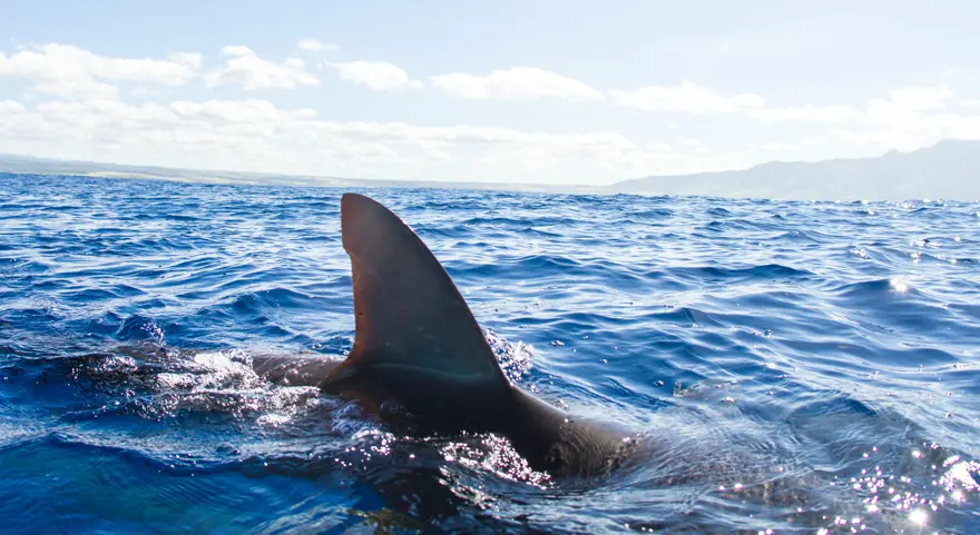 Biggest ever male great white shark recorded off the coast of Florida