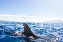 Shark fin in the sea water.