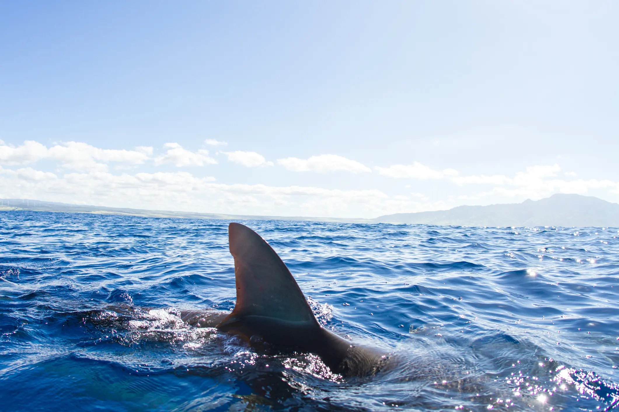 A fin appeared to be visible in the water. Credit: Philip Waller/Getty Images 