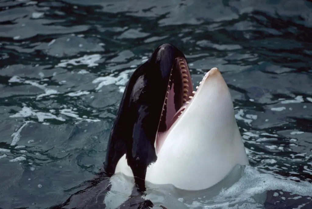 Another orca had died while being kept in captivity. Credit: Gunter Marx Photography/Getty