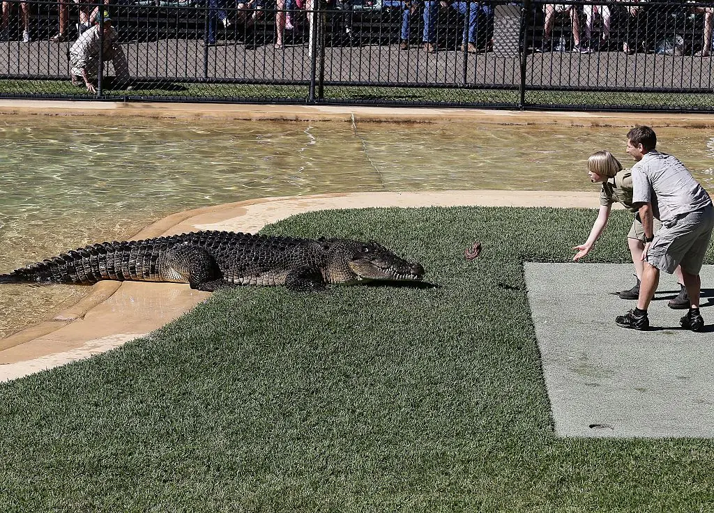 The crocodile demonstration is a key event at the Australia Zoo. Credit: Matrix / Getty