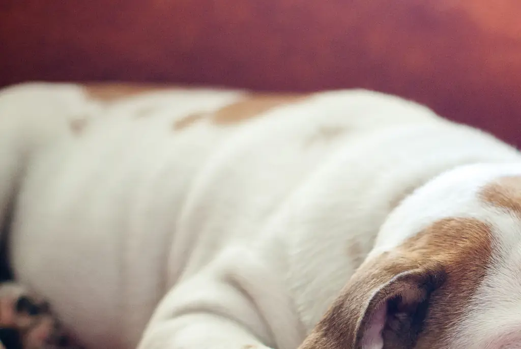 Dogs dream about playing with their owners, scientists find