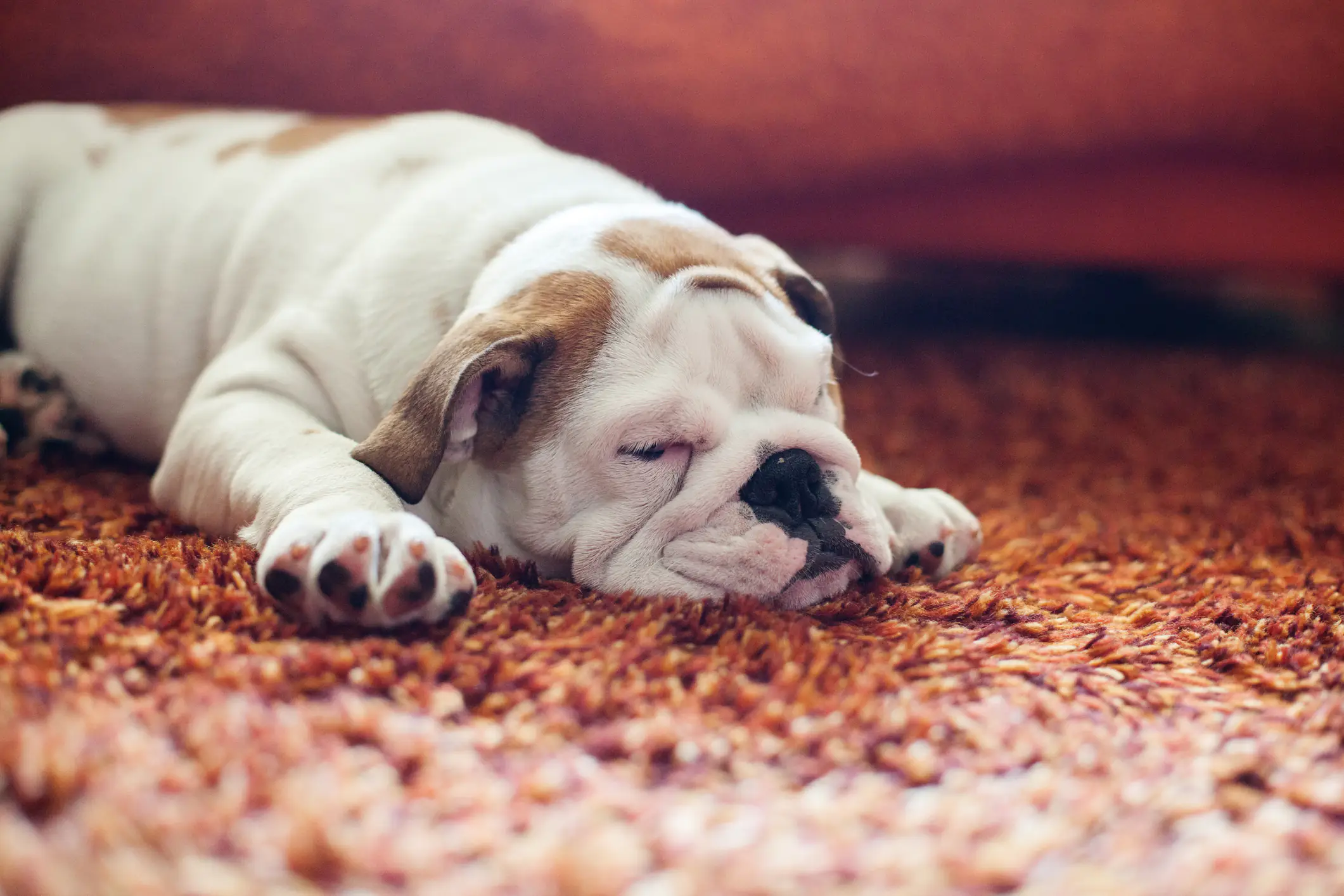 Dogs dream about playing with their owners, scientists find