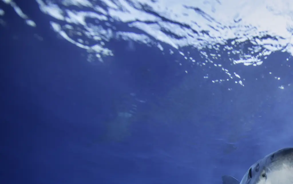 Coleen's remains were found in the belly of a shark. Credit: By Wildestanimal/Getty