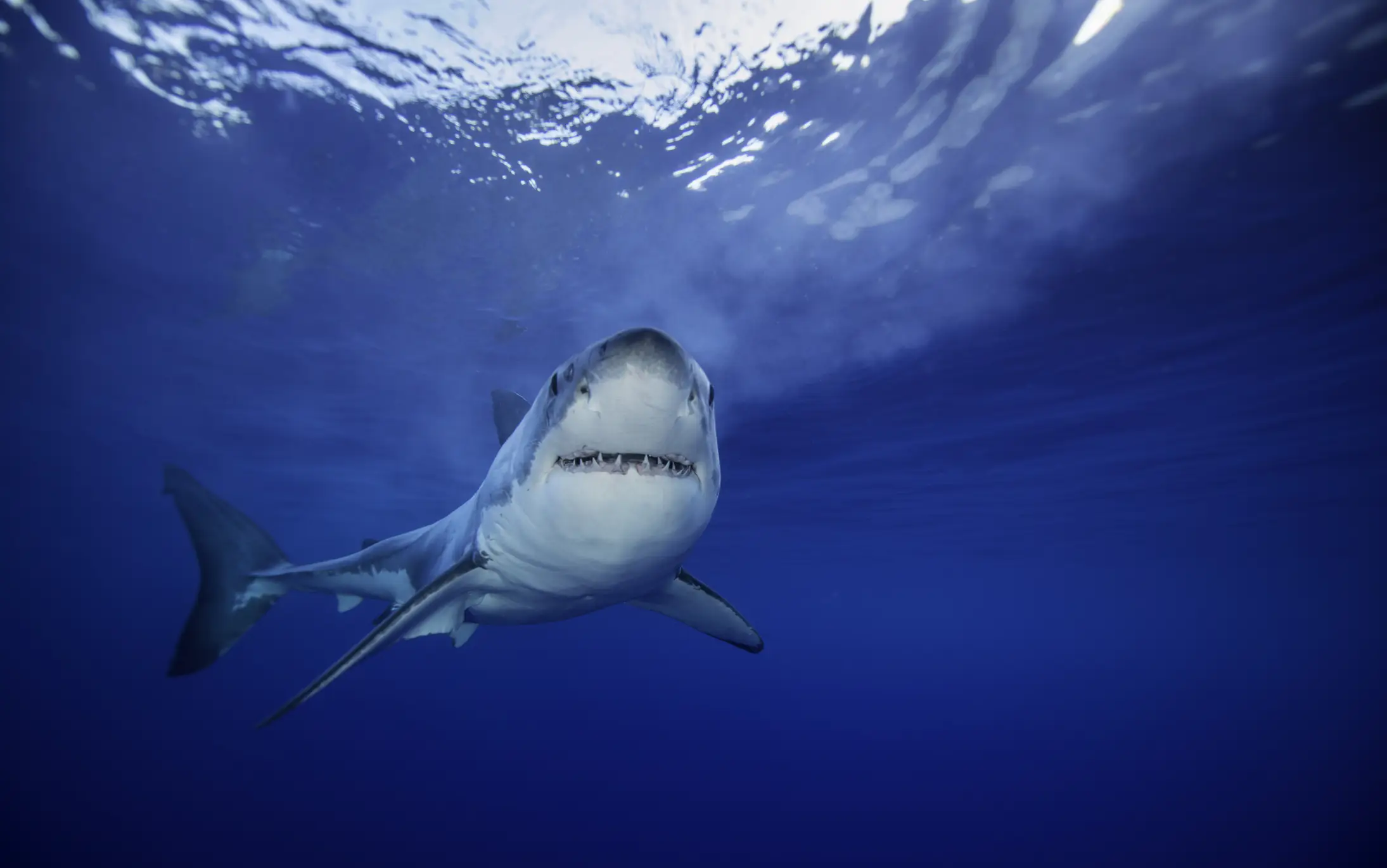 Horrific details emerge about Michigan woman eaten by shark on vacation in Indonesia
