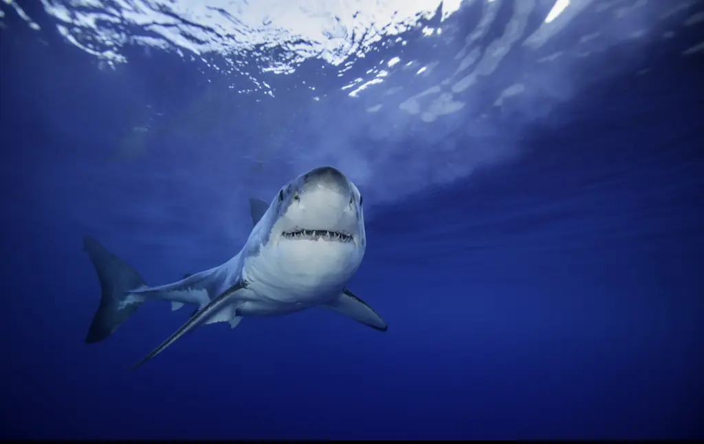 Horrific details emerge about Michigan woman eaten by shark on vacation in Indonesia