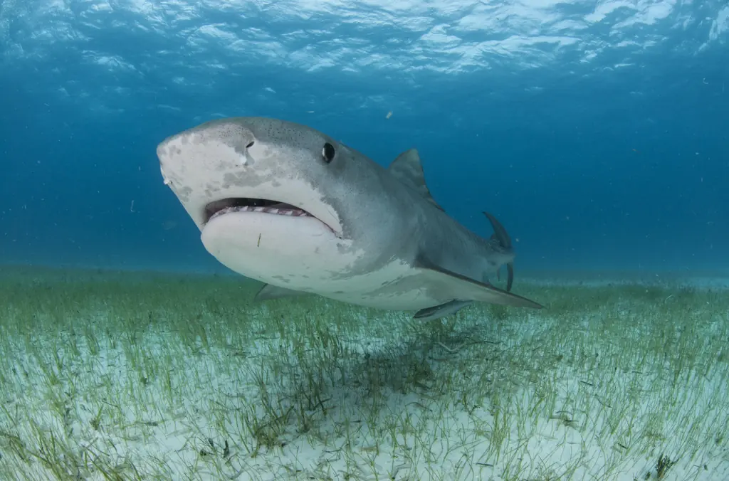 A tiger shark was said to be responsible for the attack. Credit: Rodrigo Friscione/Getty