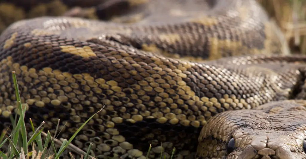Simulation shows the terrifying fate of a woman who was swallowed whole by a 23-foot python