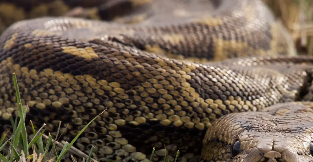 Simulation shows the terrifying fate of a woman who was swallowed whole by a 23-foot python