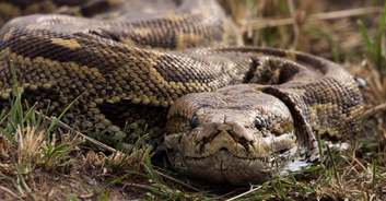 Simulation shows the terrifying fate of a woman who was swallowed whole by a 23-foot python