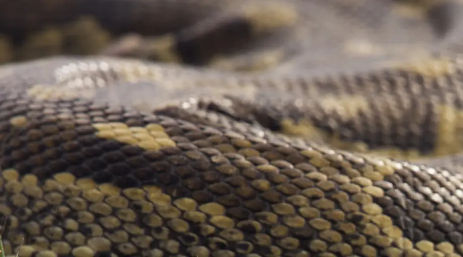 Missing mom-of-4 reportedly found dead inside a giant python, experts speak out