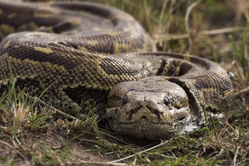 Missing mom-of-4 reportedly found dead inside a giant python, experts speak out
