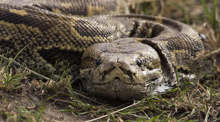 Missing mom-of-4 reportedly found dead inside a giant python, experts speak out