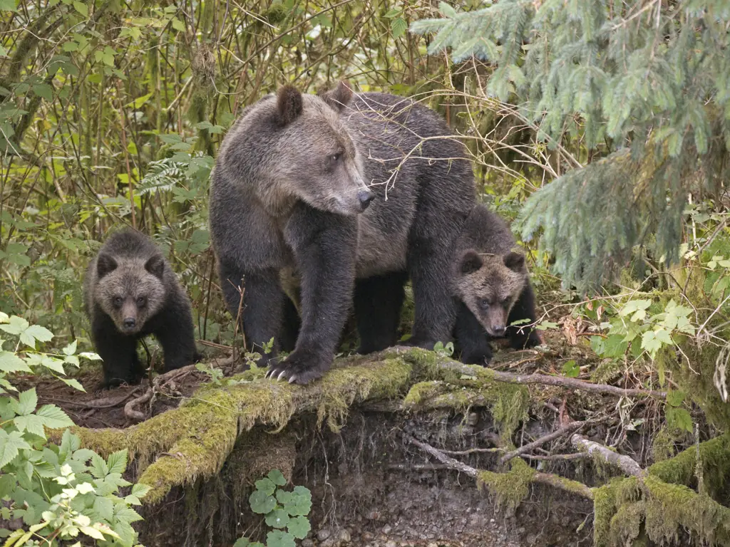 Moskalyova, gave an horrific hour-long running commentary on her own death .Credit: Moelyn Photos / Gett