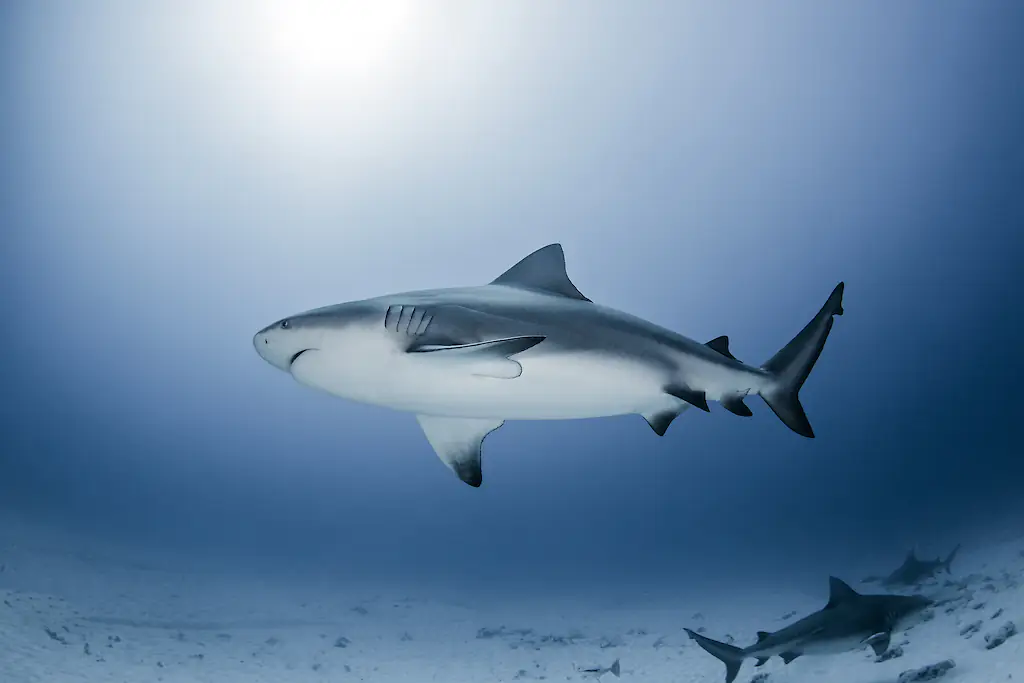 The attack happened at Kylies Beach in Crowdy Bay National Park. Credit: Ken Kiefer 2 / Getty