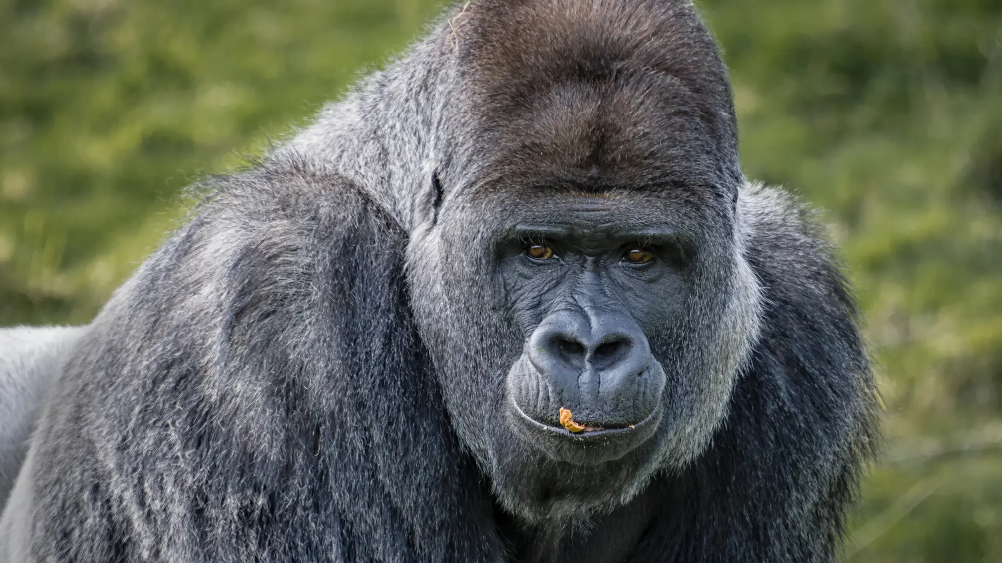 gorilla