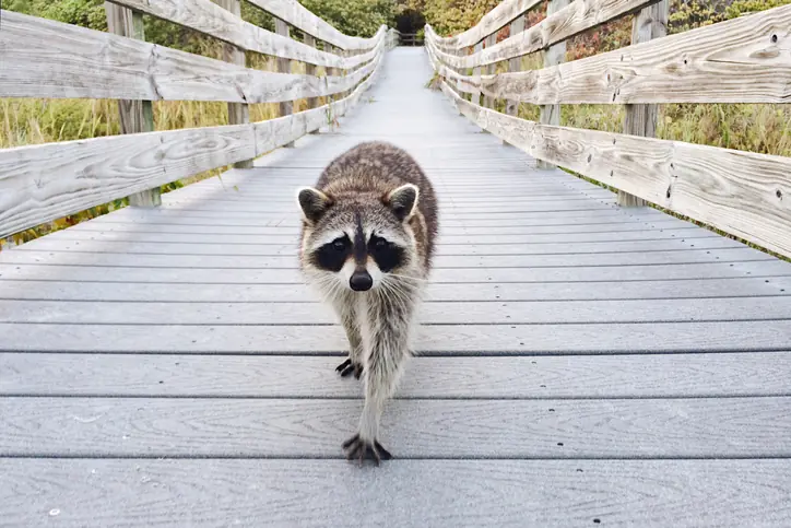 The Health Secretary apparently took a liking to raccoons. Credit: Getty Stock Images