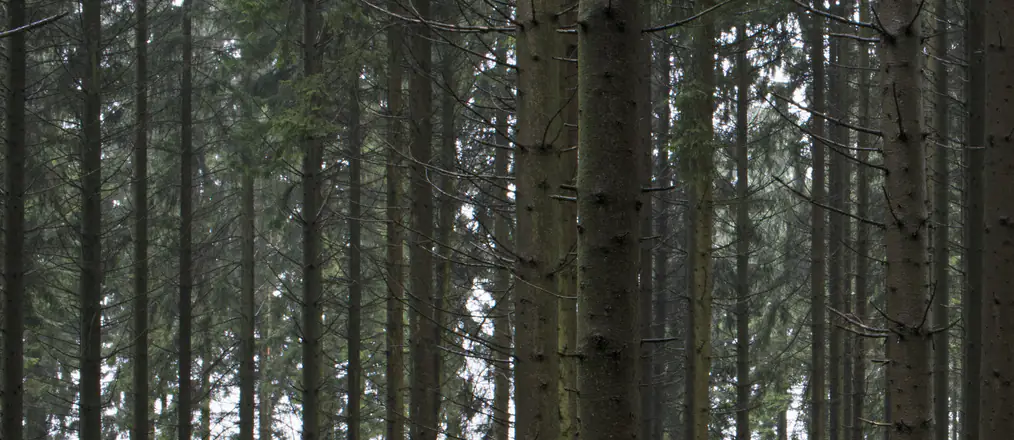 Police issue statement amid growing fears of 'New England Serial Killer' as 12th body is found in 4 months