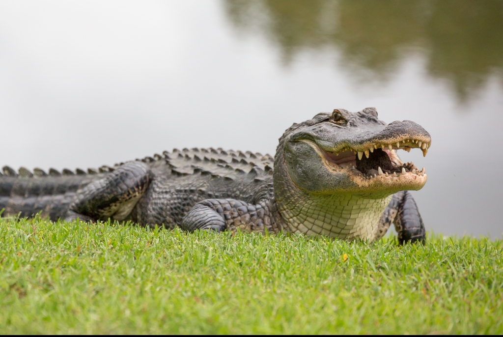 GettyImages-687491892.jpg