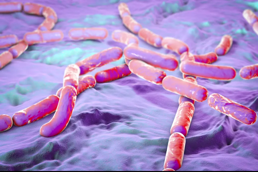 The man contracted Bacillus cereus. Credit: KATERYNA KON/SCIENCE PHOTO LIBRARY/Getty