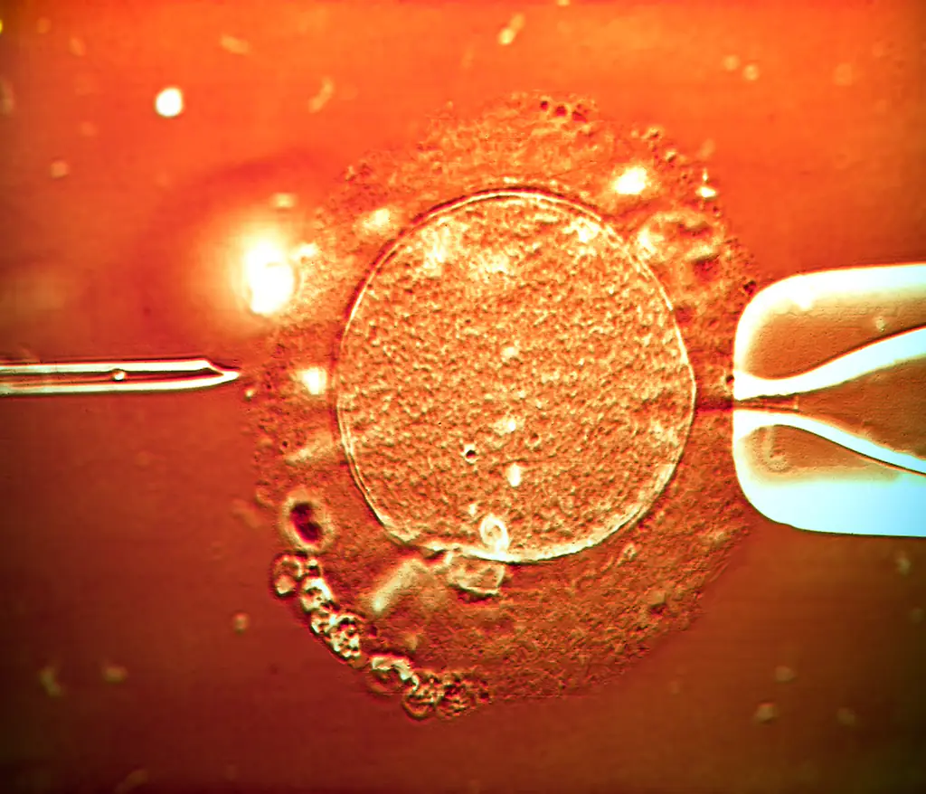 Researchers found that egg cells are more protected than believed. Credit: Science Photo Library - ZEPHYR/Getty Images