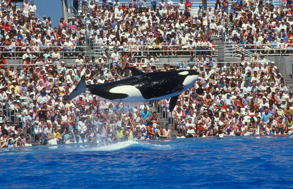 Thousands of people would visit SeaWorld to watch the wild animals perform. Credit: Paul Harris/Getty