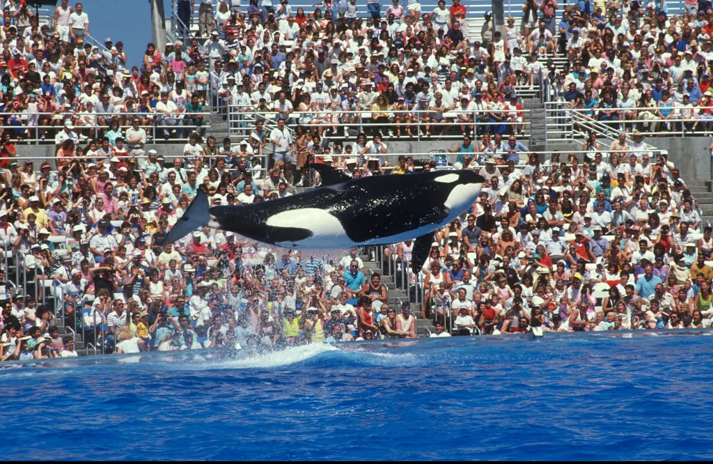 Thousands of people would visit SeaWorld to watch the wild animals perform. Credit: Paul Harris/Getty
