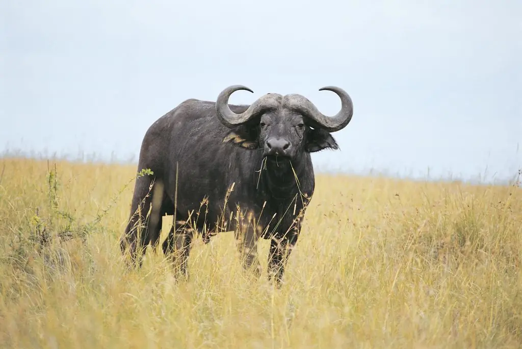 Watkins was killed by a cape buffalo. Credit: DEA / F. GALARDI / Getty
