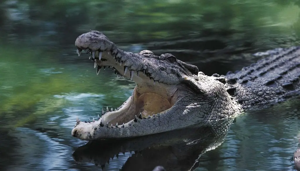 12-year-old girl missing after reportedly being attacked by crocodile while swimming in creek
