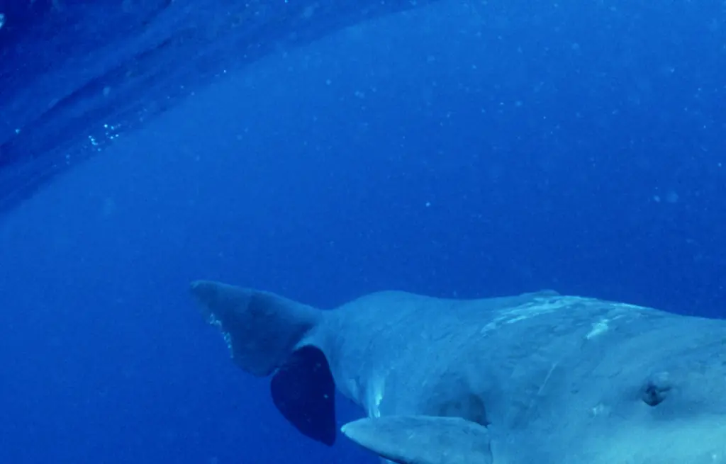 Horrific simulation reveals what happens to your body if a whale swallows you