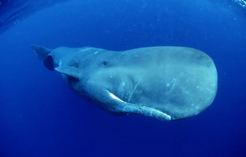 A sperm whale. Credit: Thomas Haider/Getty