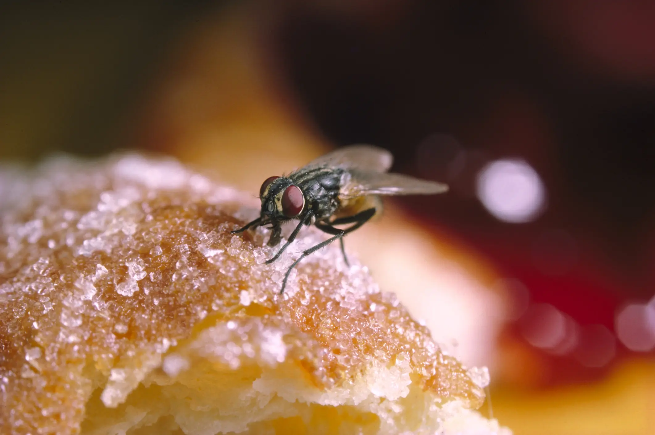 Flies have a creative way of eating food. Credit: Oxford Scientific / Getty